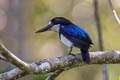 Blue-and-white Kingfisher Todiramphus diops