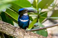 Blue-black Kingfisher Todiramphus nigrocyaneus nigrocyaneus