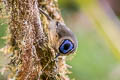 Blue-capped Ifrit Ifrita kowaldi