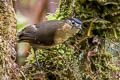 Blue-capped Ifrit Ifrita kowaldi