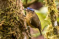 Blue-capped Ifrit Ifrita kowaldi