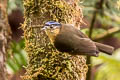 Blue-capped Ifrit Ifrita kowaldi