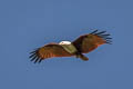 Brahminy Kite Haliastur indus intermedius