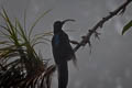 Brown Sicklebill Epimachus meyeri