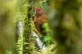 Chestnut Forest Rail Rallicula rubra klossi