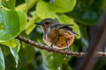 Cinnamon-breasted Whistler Pachycephala johni