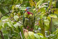 Claret-breasted Fruit Dove Ptilinopus viridis pectoralis