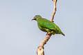 Claret-breasted Fruit Dove Ptilinopus viridis geelvinkianus