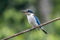 Collared Kingfisher Todiramphus chloris chloris