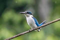 Collared Kingfisher Todiramphus chloris chloris