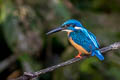 Common Kingfisher Alcedo atthis hispidoides