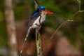 Common Paradise Kingfisher Tanysiptera galatea browningi