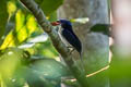 Common Paradise Kingfisher Tanysiptera galatea browningi