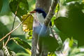 Common Paradise Kingfisher Tanysiptera galatea browningi