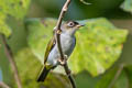 Cream-throated White-eye Zosterops atriceps atriceps (Black-fronted White-eye)