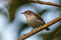 Cream-throated White-eye Zosterops atriceps atriceps (Black-fronted White-eye)