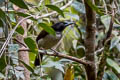 Crescent-caped Lophorina Lophorina niedda inopinata (Vogelkop Superb Bird-of-paradise)