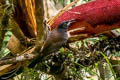 Crescent-caped Lophorina Lophorina niedda inopinata (Vogelkop Superb Bird-of-paradise)