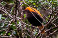 Crested Satinbird Cnemophilus macgregorii sanguineus