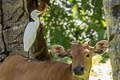 Eastern Cattle Egret Bubulcus coromandus