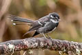 Friendly Fantail Rhipidura albolimbata