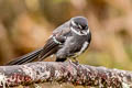 Friendly Fantail Rhipidura albolimbata