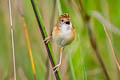 Golden-headed Cisticola Cisticola exilis diminutus (Bright-capped Cisticola)