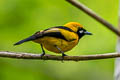 Island Monarch Monarcha cinerascens cinerascens