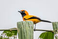 Island Monarch Monarcha cinerascens kordensis