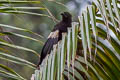 Goliath Coucal Centropus goliath