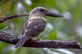 Great-billed Kingfisher Pelargopsis melanorhyncha melanorhyncha