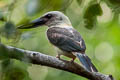 Great-billed Kingfisher Pelargopsis melanorhyncha melanorhyncha