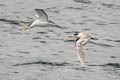 Greater Crested Tern Thalasseus bergii cristatus