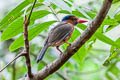 Green-backed Kingfisher Actenoides monachus monachus