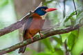 Green-backed Kingfisher Actenoides monachus monachus