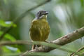 Green-backed Robin Pachycephalopsis hattamensis hattamensis