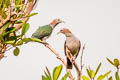 Green Imperial Pigeon Ducula aenea paulina