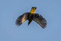 Grey-headed Fruit Dove Ptilinopus hyogastrus