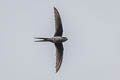 Grey-rumped Treeswift Hemiprocne longipennis wallacii