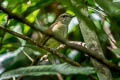 Grey Whistler Pachycephala simplex griseiceps