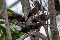 Grosbeak Starling Scissirostrum dubium