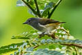 Halmahera Flowerpecker Dicaeum schistaceiceps