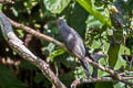 Himalayan Cuckoo Cuculus saturatus