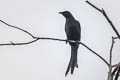 Long-tailed Starling Aplonis magna magna