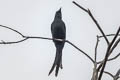 Long-tailed Starling Aplonis magna magna