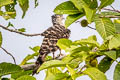 Long-tailed Honey Buzzard Henicopernis longicauda