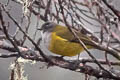 Lorentz's Whistler Pachycephala lorentzi