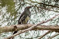 Metallic Starling Aplonis metallica inornata