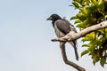 Moluccan Cuckooshrike Coracina atriceps magnirostris