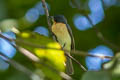 Moluccan Flycatcher Myiagra galeata galeata (Moluccan Monarch, Slaty Flycatcher)